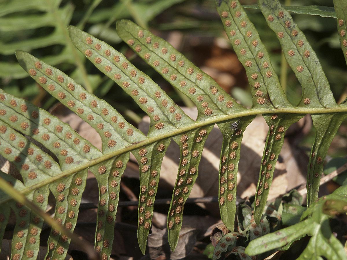 Polypodium vulgare